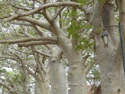 Mission DARABAO - 2011 &raquo; 1ére journée  Baobabs à Gorée